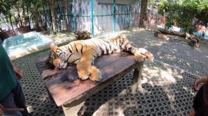 Tiger Kingdom. Большие Кошки. Королевство Тигров (Пхукет, Таиланд 2019)
