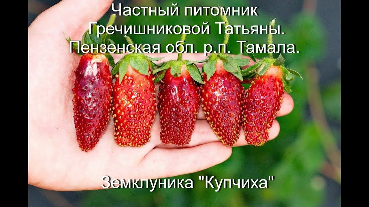 Земклуника Купчиха