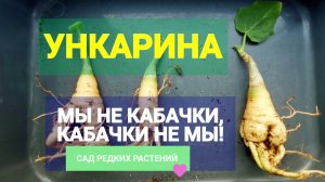 Корень мандрагоры.  Ункарина - каудексное растение с Мадагаскара. Это мальчик!