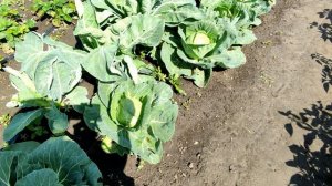 ?????КОГДА УБИРАТЬ РАННЮЮ КАПУСТУ. СПРАШИВАЕТЕ - ОТВЕЧАЮ