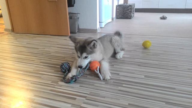 Маламут Балу смотреть онлайн