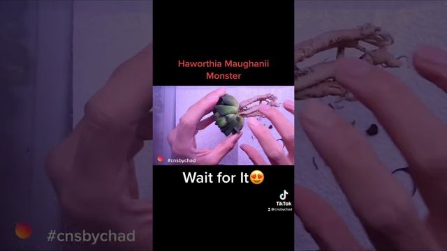 Haworthia Maughanii смотреть онлайн