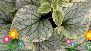 Бруннера крупнолистная Кинг Рансом. Краткий обзор, описание brunnera macrophylla Kings Ransom