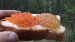 Икра щуки Икра хариуса Какая вкуснее? Рецепты икры Щучья икра похожа по вкусу на икру черную.