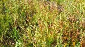 Поле льна и не совсем удачный посев сидератов 23.07.19