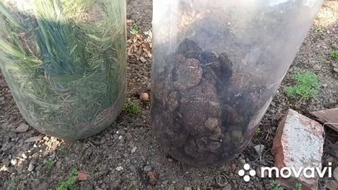 ЛУЧШИЕ УДОБРЕНИЯ ДЛЯ ВЕСНЫ. АЗОТНЫЕ УДОБРЕНИЯ. ОРГАНИЧЕСКИЕ УДОБРЕНИЯ. ОГОРОД НА КУБАНИ