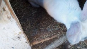 Кролики дерутся/Переношу По другим Клеткам....