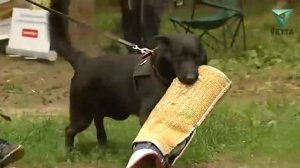 Восточноевропейская овчарка