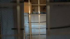 Видео 11  Разведение попугаев //вольерное разведение попугаев