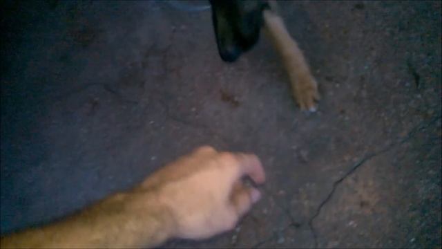 Растем вместе! Первый раз на цепь! УЖАС!!! смотреть онлайн