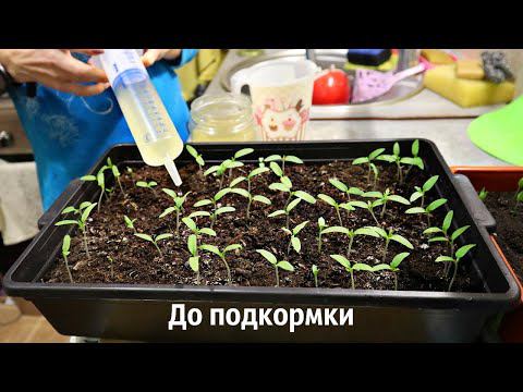 Мощнейший стимулятор роста! Покажу до и после! Поливаю нежную рассаду этим из шприца эффект супер.