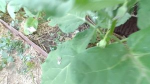 Обзор перцев, баклажан и огурцов в  теплице на 02.07.2022.