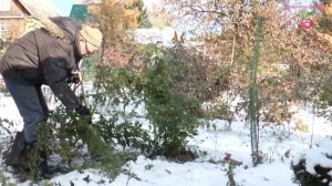 Укрытие плетистых роз на зиму #urozhainye_gryadki