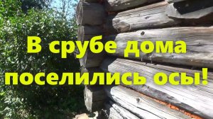 Осы на даче и в доме: как избавиться от ос? Средство от ос.