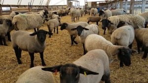 Why We Like Suffolk Sheep