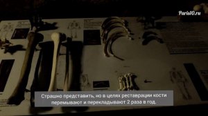 Катакомбы Парижа: прогулка в загробный мир