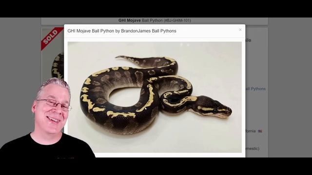 The 10 Most Popular Ball Python Morphs!