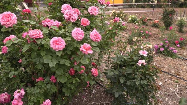 Лучшие розы современных сортов, сорт Ромина ч/г группа, Питомник роз Полины Козловой rozarium.biz смотреть онлайн