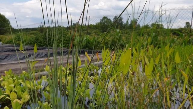 Ситник сизый для мелководной или прибрежной зоны пруда смотреть онлайн