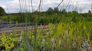 Ситник сизый для мелководной или прибрежной зоны пруда