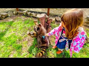 Ангелина открыла САЛОН КРАСОТЫ для енотов и котят!