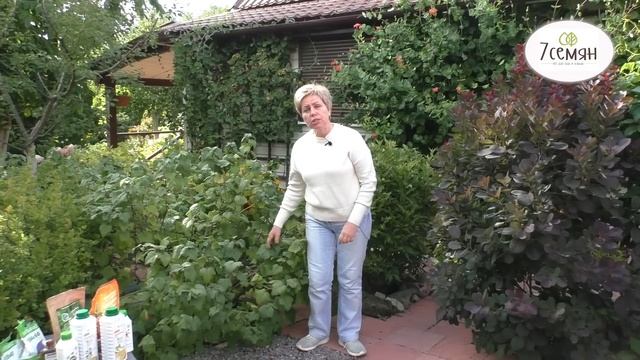 УХАЖИВАЕМ ЗА СМОРОДИНОЙ  ПРАВИЛЬНО И ПОЛУЧАЕМ ОТЛИЧНЫЙ УРОЖАЙ!