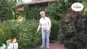 УХАЖИВАЕМ ЗА СМОРОДИНОЙ  ПРАВИЛЬНО И ПОЛУЧАЕМ ОТЛИЧНЫЙ УРОЖАЙ!