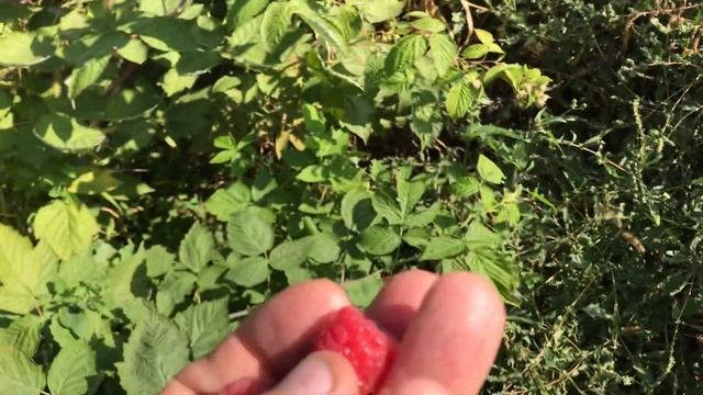 Малина Маргарита. смотреть онлайн