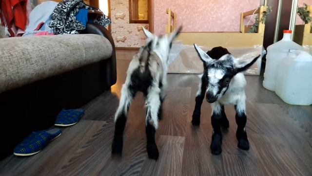 Козоводство. смотреть онлайн