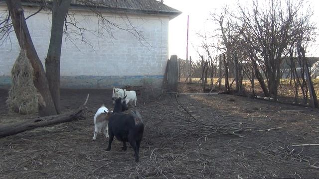 РЕАКЦИЯ камерунских коз на ВЕТКИ смородины