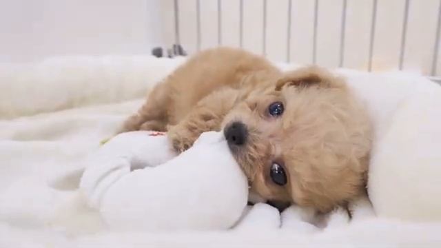 Милые щенки под приятную музыку смотреть онлайн