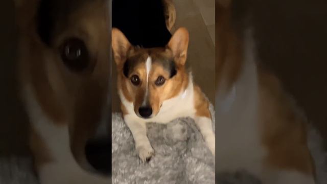 Sry we have posted in a while we’re busy #shortsyoutube #dog #corgi #mycorgi #puppy #corgis #mydog смотреть онлайн