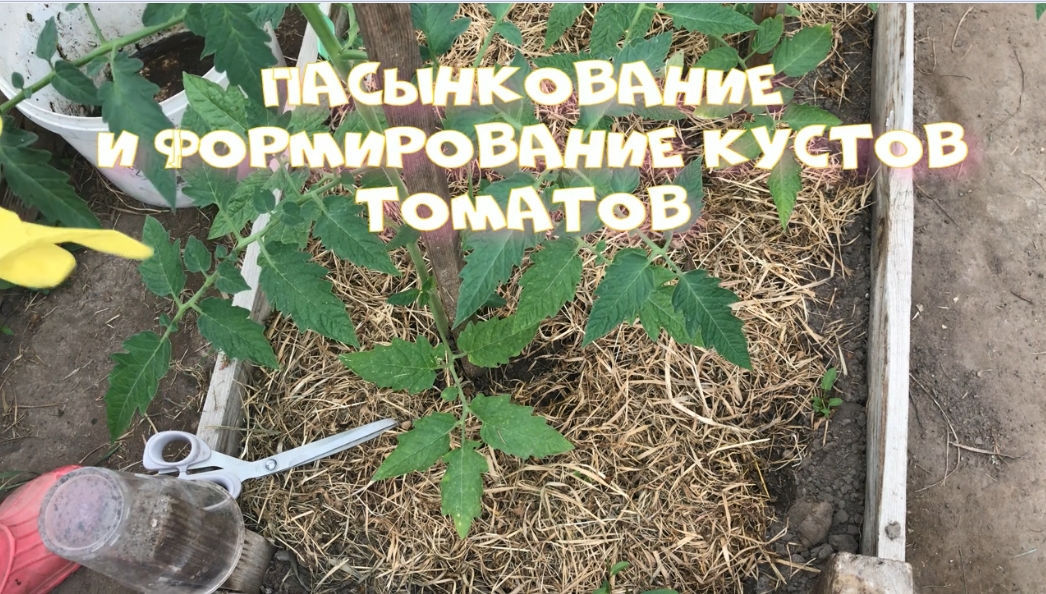 Формирование томатов Как правильно удалять пасынки Подкормка