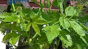 Зеленый участок. Арки и перголы в саду.