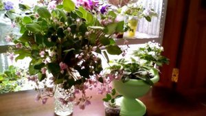 Фиалки трейлерные: ампельные и кустовые.