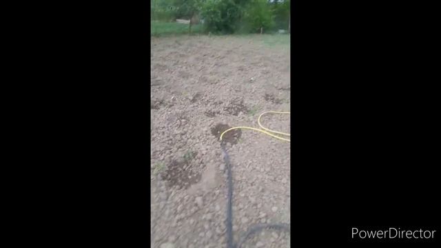 птички//снова садим рассаду//своя клубничка//готовлю ужин//(2 года назад)