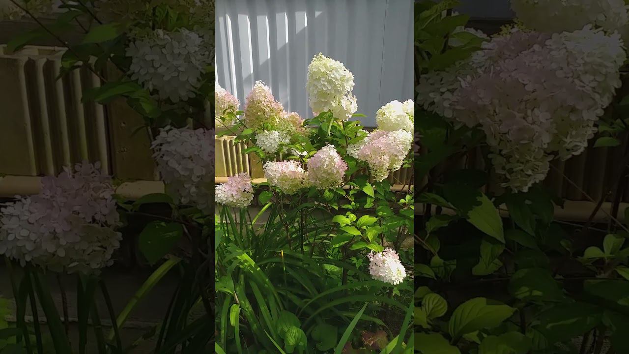 Гортензии ДИАМАНТИНО+2 #гортензии смотреть онлайн