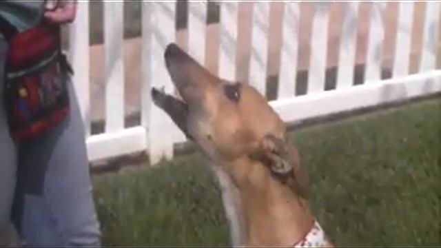 Greyhound Rio performs tricks смотреть онлайн