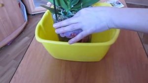 Закрытая система. Первый полив Цирконом.