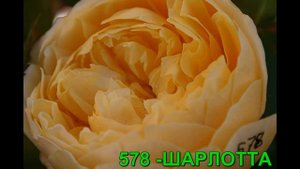 Английские розы. РОЗЫ ОТ ТАТЬЯНЫ.