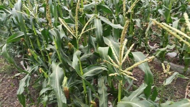 Сладкая кукуруза ,Дора! это всё.... смотреть онлайн