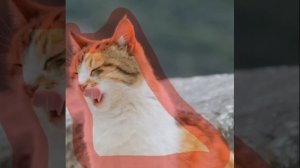 cutout.mp4