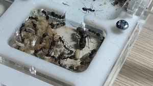 Кампонотус париус ( Camponotus parius) Обзор вида муравьев #1