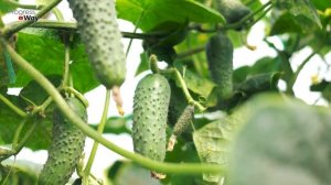 Спасаем Огурцы От Болезней С Помощью Зеленки  Зеленка Для Огурцов И Помидоров