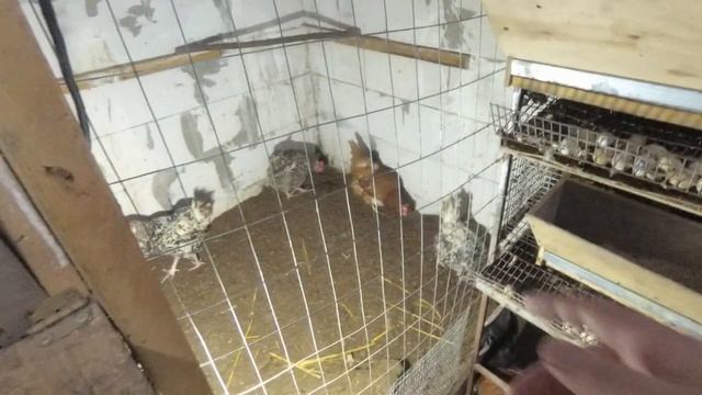 Курочка БЕНТАМКА села высиживать яйца в МОРОЗ!!! смотреть онлайн