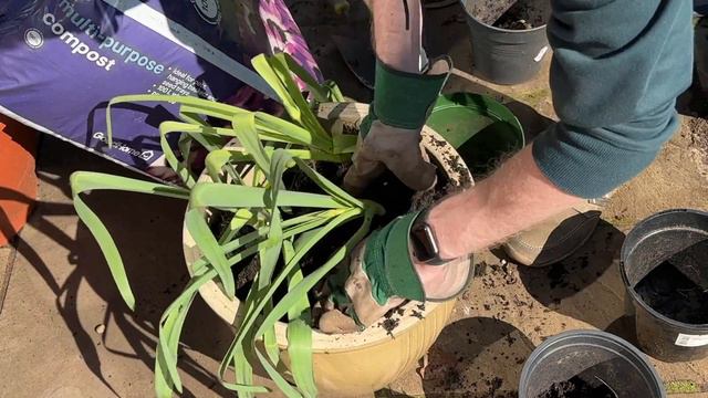 Repotting 'Purple Sensation' Allium Flowers смотреть онлайн