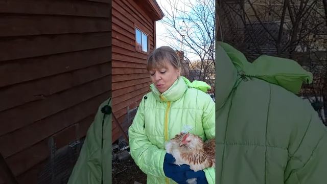 Мясные породы кур)) смотреть онлайн