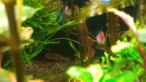 Аквариум 60 литров. 17/11/2014