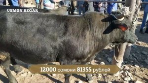 мол бозор хисор = гов бозори хисор 14.04.2019 гови ширдор ва букача