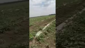Отзыв о пленке Полимерного завода